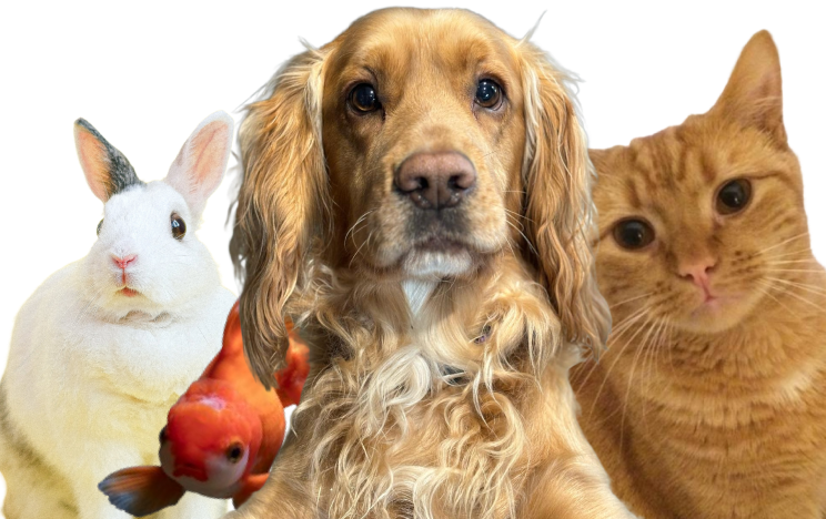 An image of Buddy the Wallis Cocker Spaniel and his friends